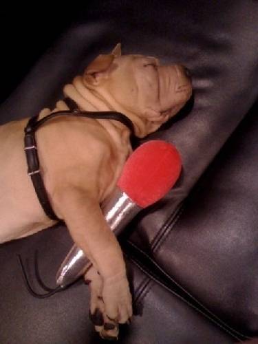 Gaho: 2 mois et déjà une Rock Star ! - Shar-Peï Mâle (2 mois)