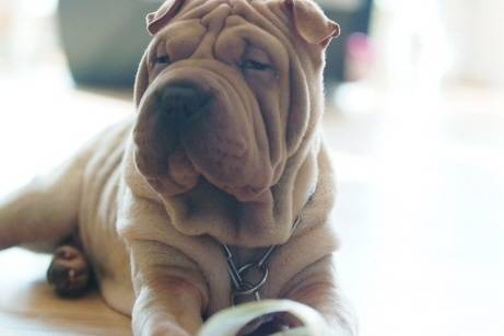 Je vous présente, Mon petit chien Gaho. - Shar-Peï Mâle (2 mois)