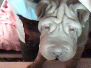 Elvis - Shar-Peï Mâle (7 mois)