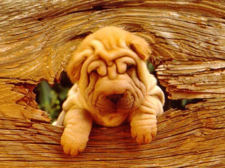 Molly - Shar-Peï (1 an)