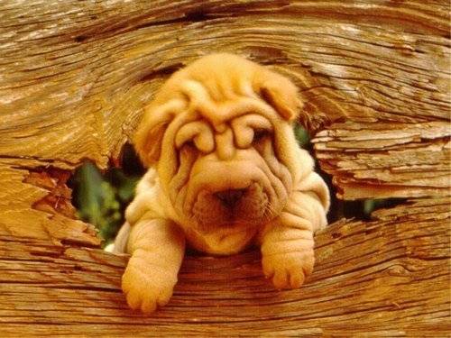 sisi - Shar-Peï (5 mois)