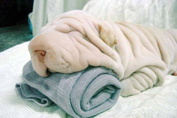 aycaor - Shar-Peï (7 mois)