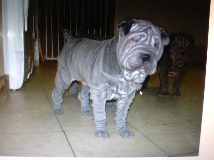 heimi - Shar-Peï (3 mois)