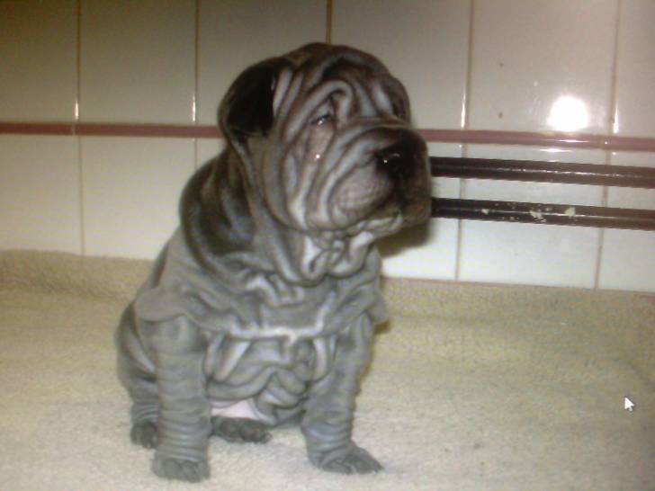 heimi - Shar-Peï (3 mois)