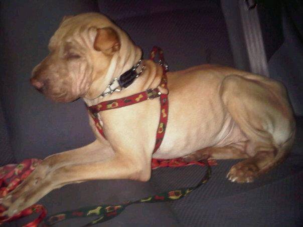 oscar - Shar-Peï Mâle (5 mois)
