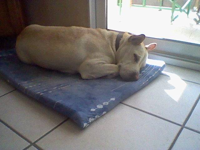 Bulle ( Poupette ) - Shar-Peï (6 ans)