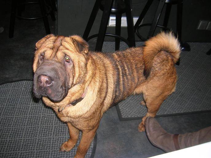 Dixie - Shar-Peï (2 ans)