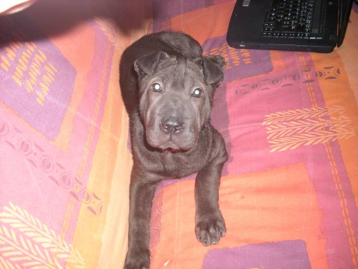 Eden - Shar-Peï (6 mois)