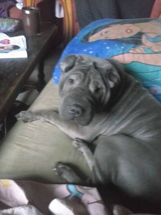 heimi - Shar-Peï (11 mois)