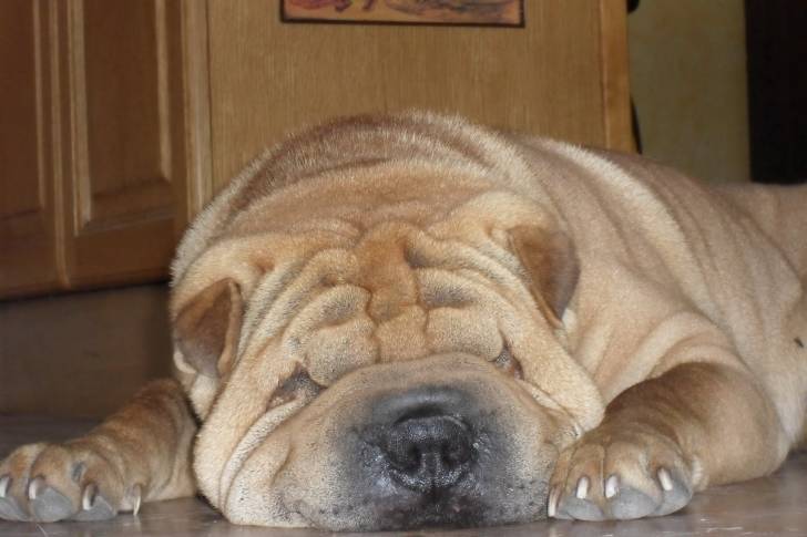 Come back de la fontaine verte - Shar-Peï Mâle (4 ans)