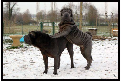 elevage du Nuorilang - Shar-Peï