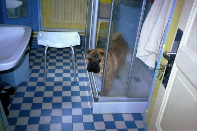 shar pei vulcan de dame nature - Shar-Peï