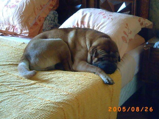 shar pei vulcan de dame nature - Shar-Peï