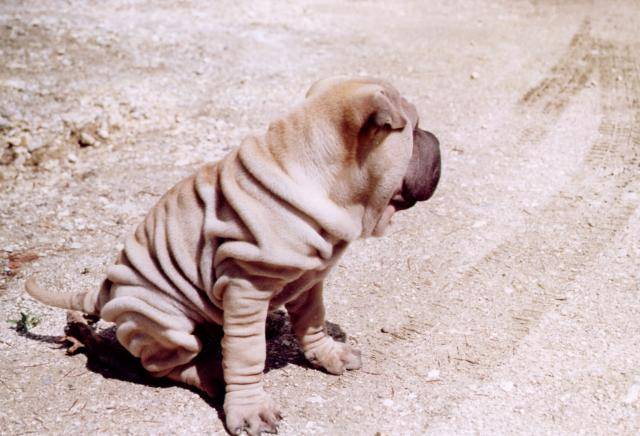 Vargas, Shar-Pei - Shar-Peï