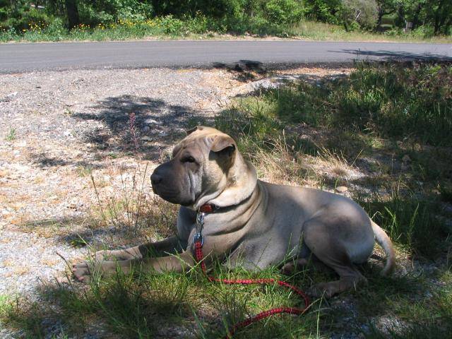 Vargas, Shar Pei - Shar-Peï