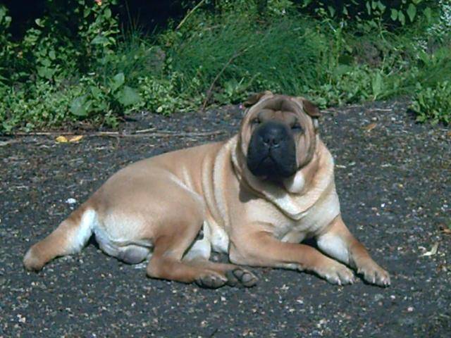 shar-pei vulcan - Shar-Peï