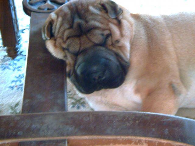 shar-pei vulcan - Shar-Peï