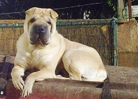 Shar pei Droopy - Shar-Peï