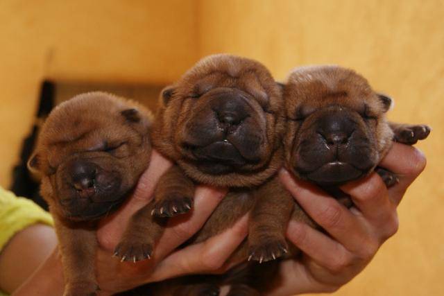shar pei des larmes du soleil - Shar-Peï
