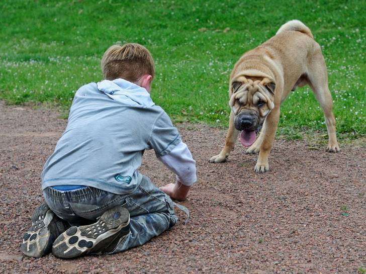 Photo Shar-Peï