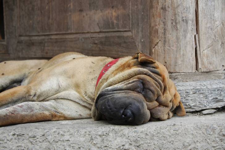 Photo Shar-Peï