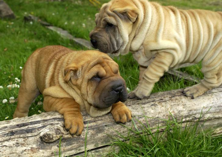 Des Shar-Peï sur un tronc d'arbre cassé
