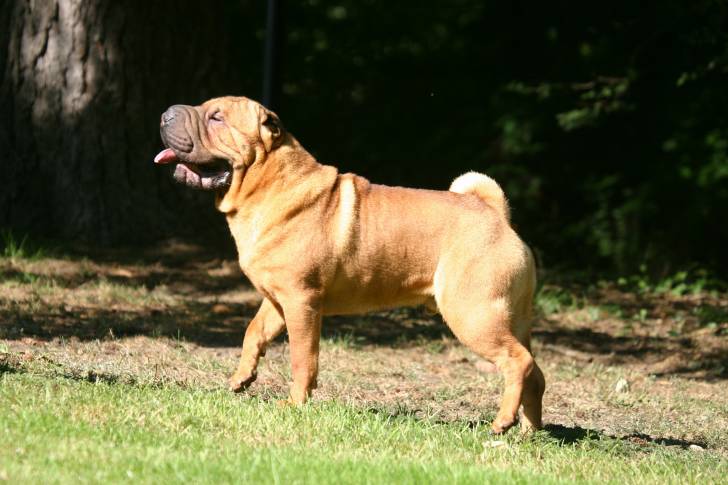 Un Shar-Peï en train de se promener dans un parc