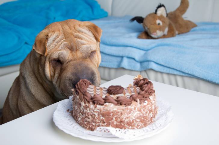 Un Shar-Peï en train de manger du gâteau