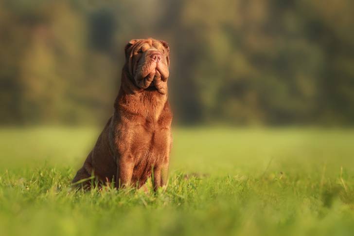 Un Shar-Peï assis sur de la pelouse