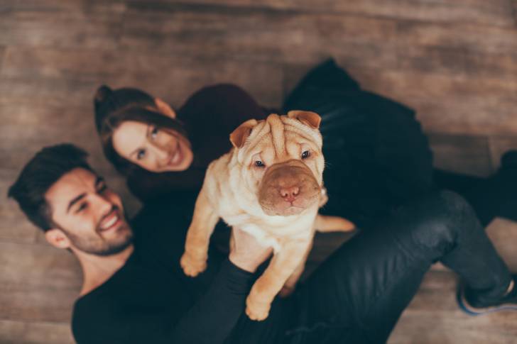 Un jeune Shar-Peï porté par un couple