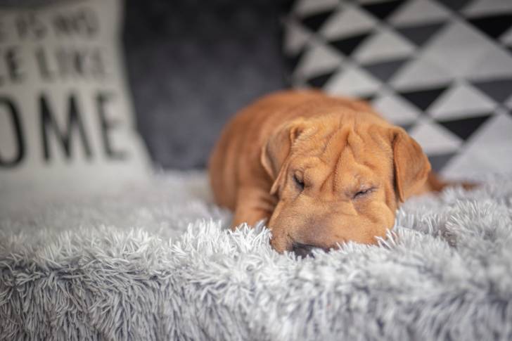 Un chiot Shar-Peï endormi