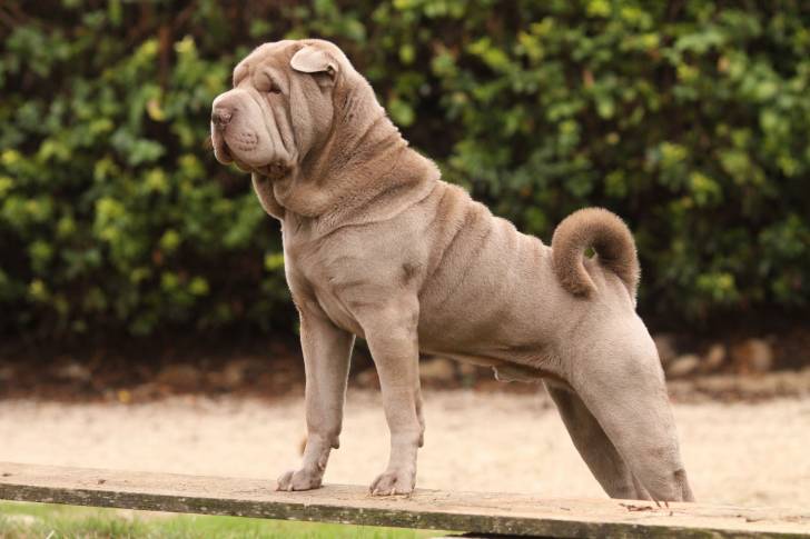 Un Shar-Peï en position statique