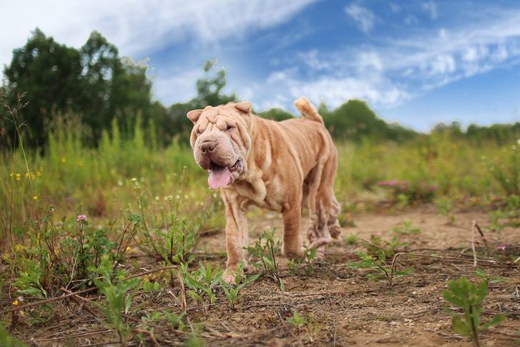 Un Shar-Peï se promène en campagne