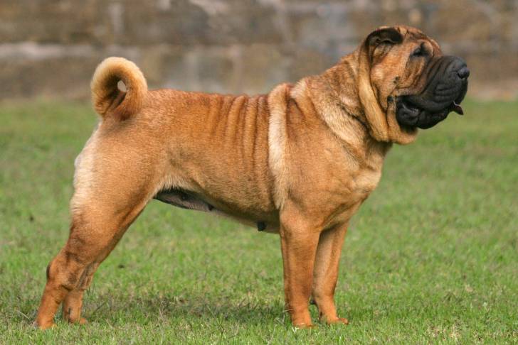Un Shar-Peï adulte se tient debout dans l'herbe