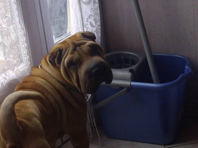 Clarisse - Shar-Peï (2 ans)