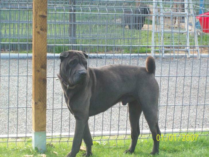 Ulise fils de Rama - Shar-Peï Mâle (3 mois)