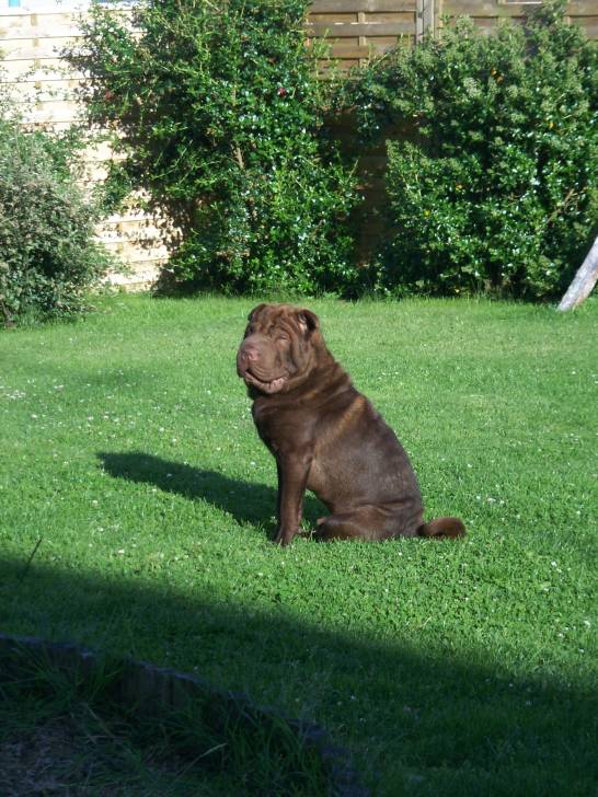 Hinshi of Dynastie Han two - Shar-Peï Mâle (1 an)