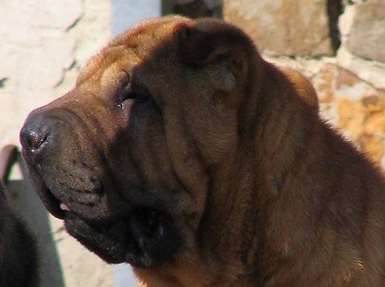 Dunkan - Shar-Peï Mâle (5 ans)