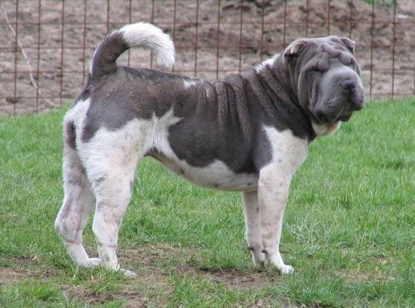 Elora - Shar-Peï (4 ans)