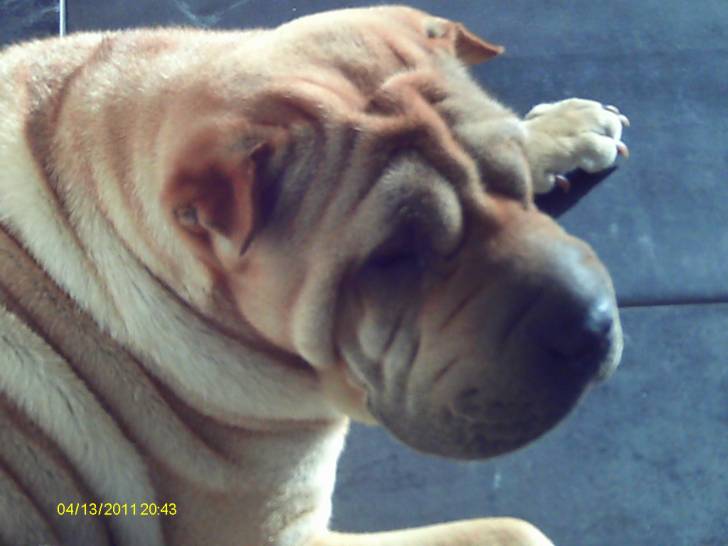 djazz - Shar-Peï (1 an)