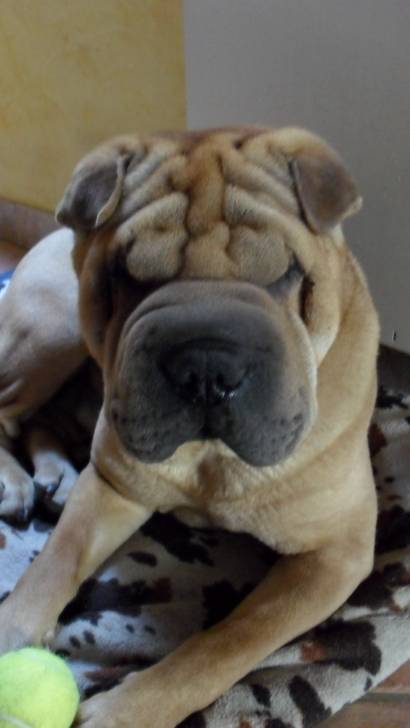 Come back - Shar-Peï Mâle (4 ans)