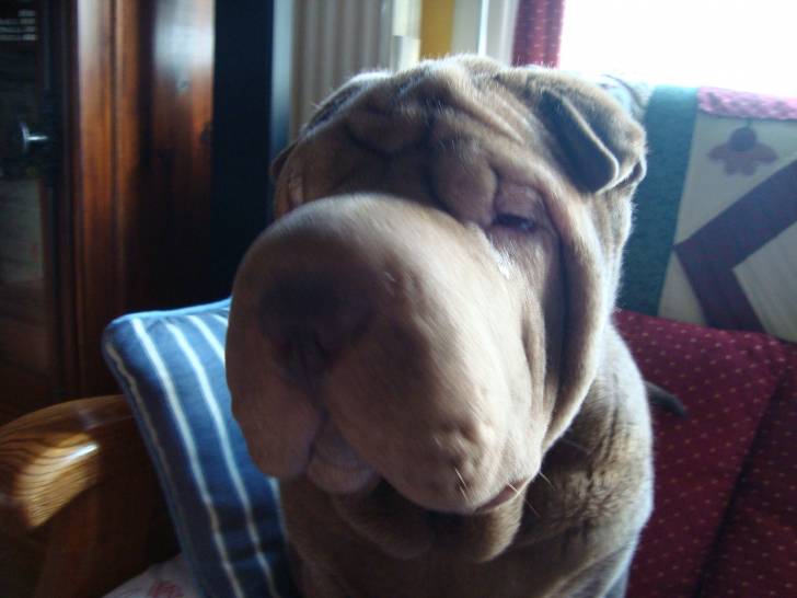 f'Sacha honey browny's dit chachamallow - Shar-Peï Mâle (1 an)