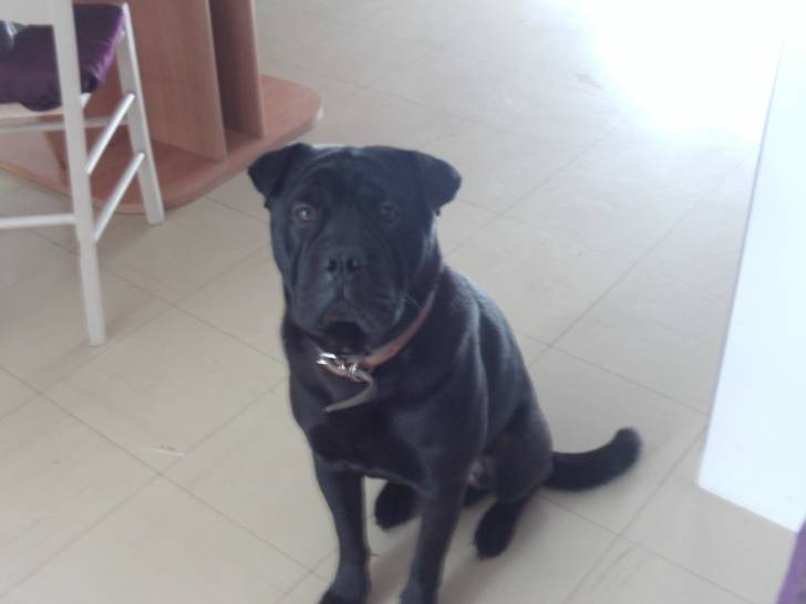 goody - Shar-Peï Mâle (2 ans)