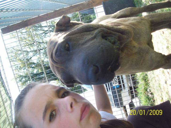 Amor et Moi - Shar-Peï Mâle (3 ans)
