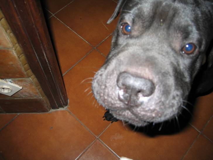 Gaïa - Shar-Peï (2 ans)