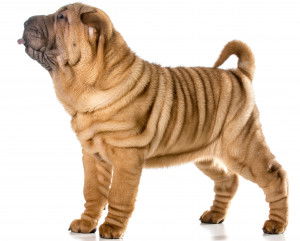 Un Shar-Peï sur fond blanc