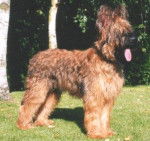 Berger de Brie - Berger de Brie