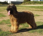 Etna Briard 12 mois - Berger de Brie (1 an)