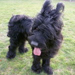 KARA'KHAN, 9 mois, Briard - Berger de Brie (9 mois)