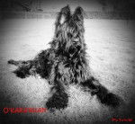 KARA'KHAN, beau portrait noir et blanc - Berger de Brie